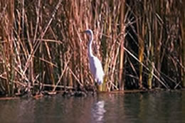 Snowy egret.
